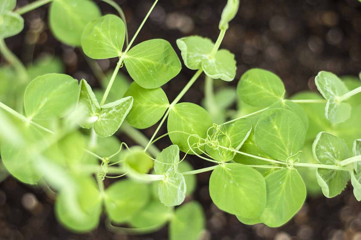 A close up horizontal image of the foliage of a pea plant growing in the garden pictured on a soft focus background.