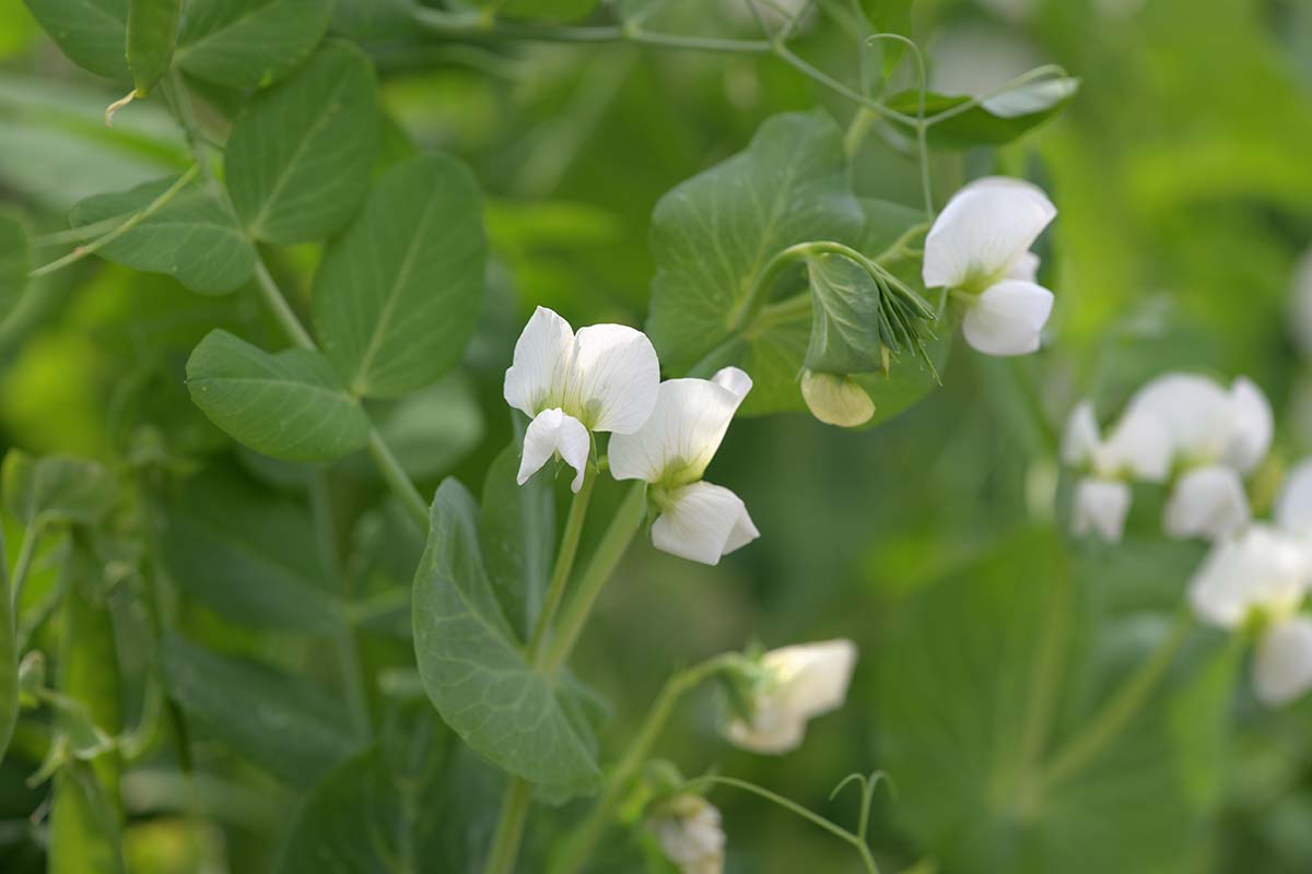 A close up horizontal image of a pea plant in full bloom with white flowers growing in the garden pictured on a soft focus background.