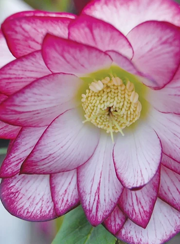A close up of a pink and white picotee hellebore flower called 'Peppermint Ice' pictured on a soft focus background.