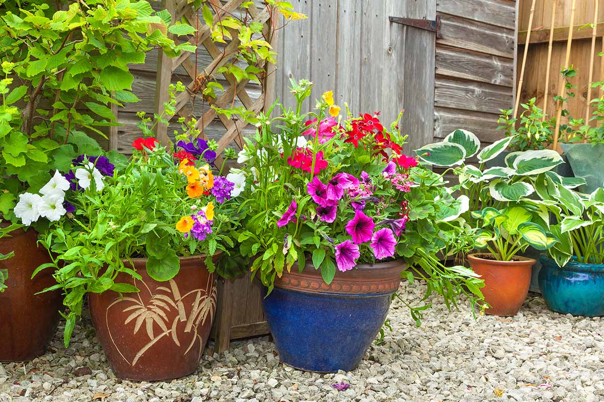 A horizontal image of a container garden outside a garden shed, featuring a variety of different flowers and perennials.