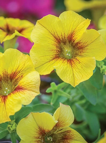 A close up of yellow and red SuperCal petunias growing in the garden pictured on a soft focus background.