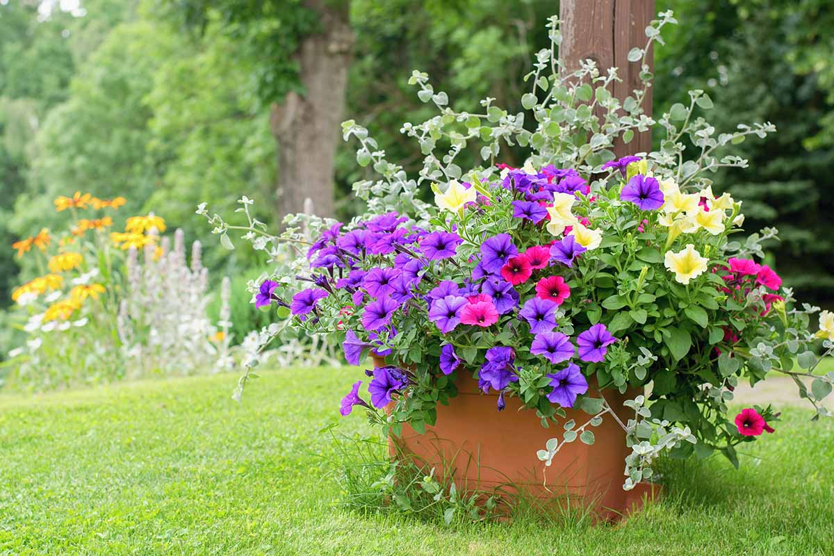 A horizontal image of petunias growing in a square terra cotta pot outdoors.