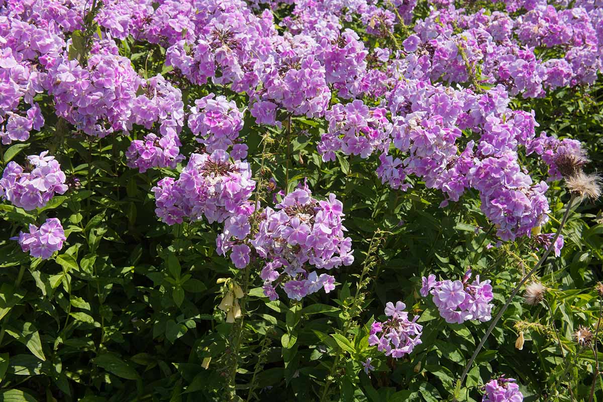 A close up horizontal image of pale lilac Phlox paniculata flowers growing in the garden pictured in bright sunshine.