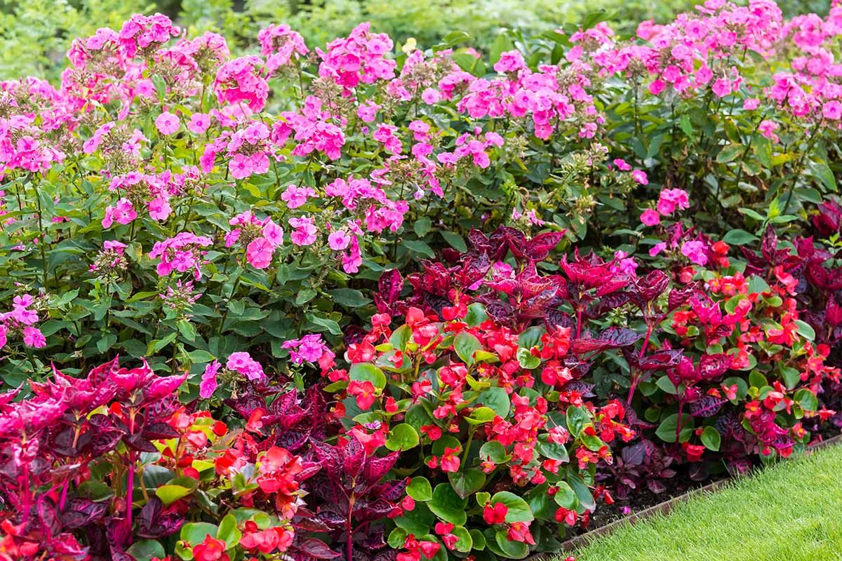 A horizontal image of a colorful garden border with a variety of different flowers and perennials.