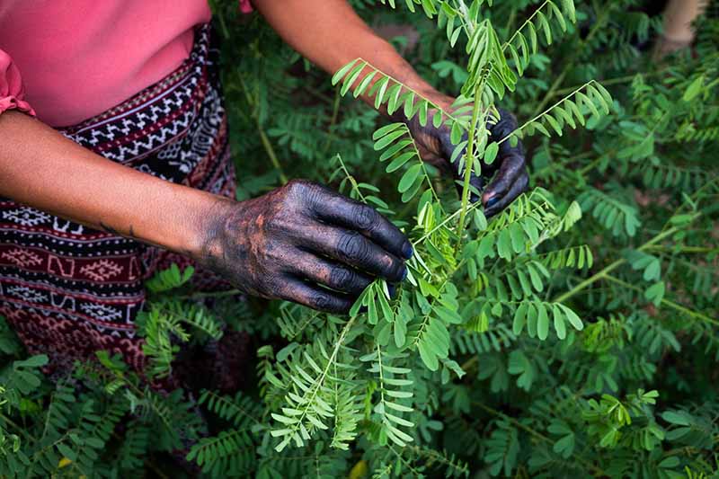 A close up horizontal image of a gardener with dye-stained hands picking Indigofera tinctoria leaves.