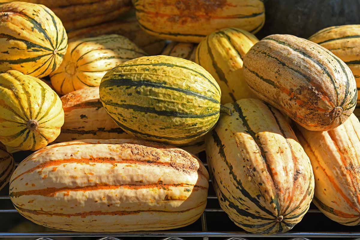 A close up horizontal image of freshly harvested 'Delicata' squash pictured in light sunshine.