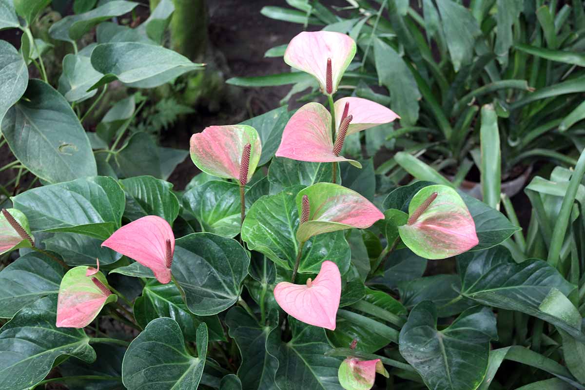 A close up horizontal image of pink and green variegated anthurium flowers.