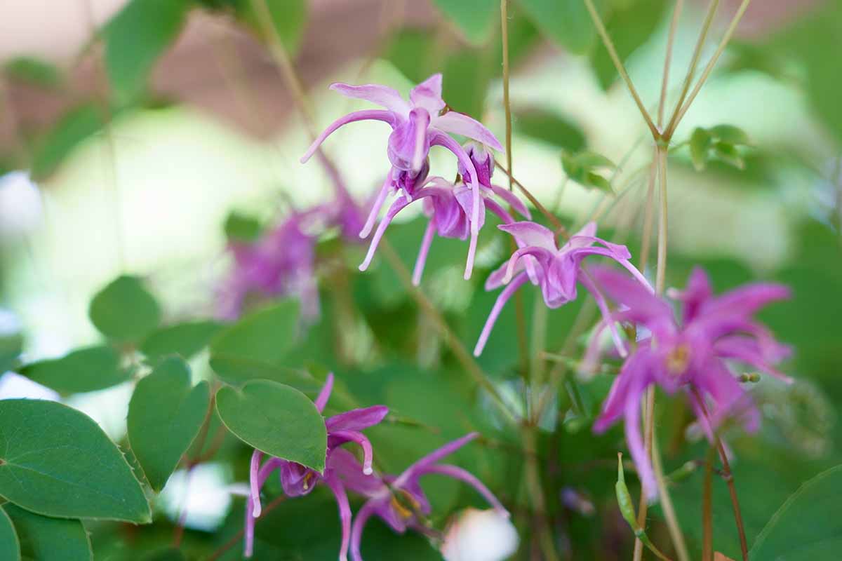 A close up horizontal image of pinkish purple barrenwort flowers growing in the garden pictured on a soft focus background.
