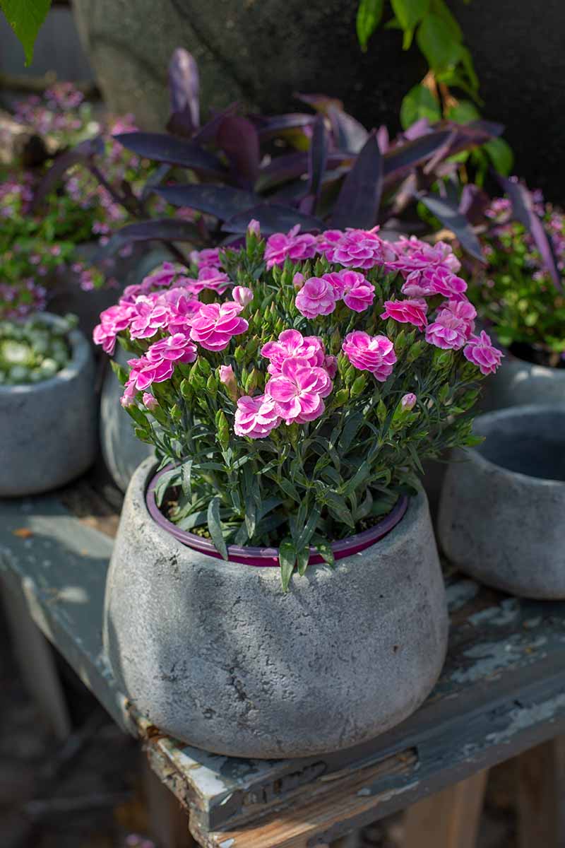 A close up vertical image of Dianthus caryophyllus flowers growing in a container outside.