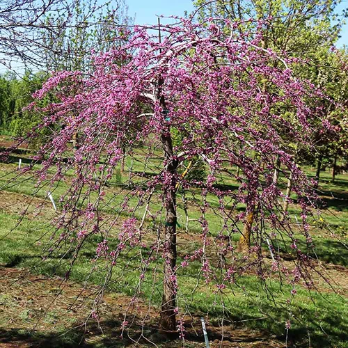 A square image of a small 'Pink Heartbreaker' redbud tree growing in the spring garden.