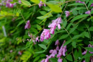 A close up of the pink flowers and green foliage of Indigofera decora growing in the garden.