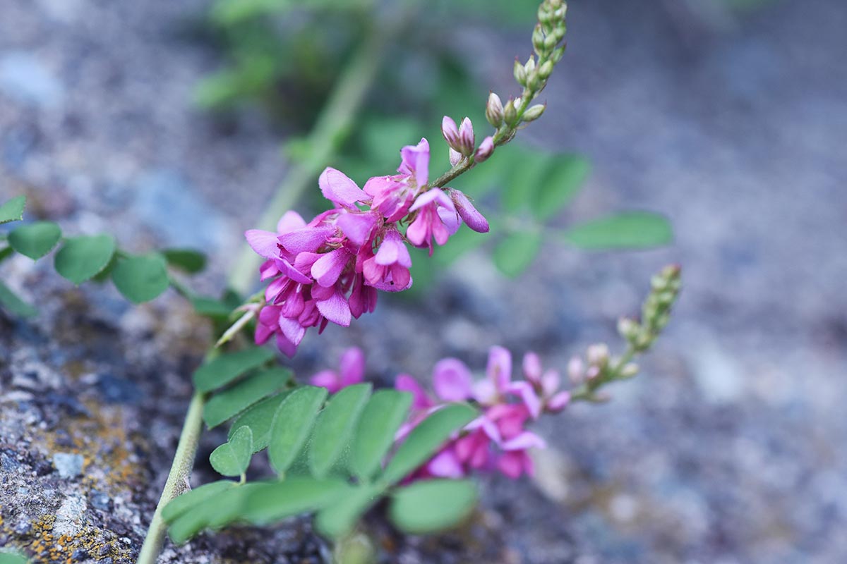 A close up horizontal image of pink indigo (Indigofera tinctoria) flowers growing in the garden pictured on a soft focus background.