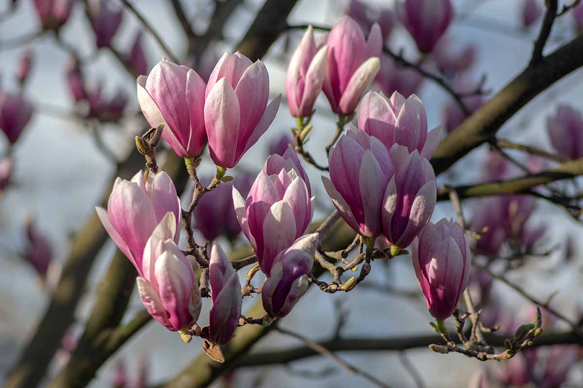 A close up horizontal image of pink magnolia flowers in full bloom in the spring, pictured in light sunshine on a soft focus background.