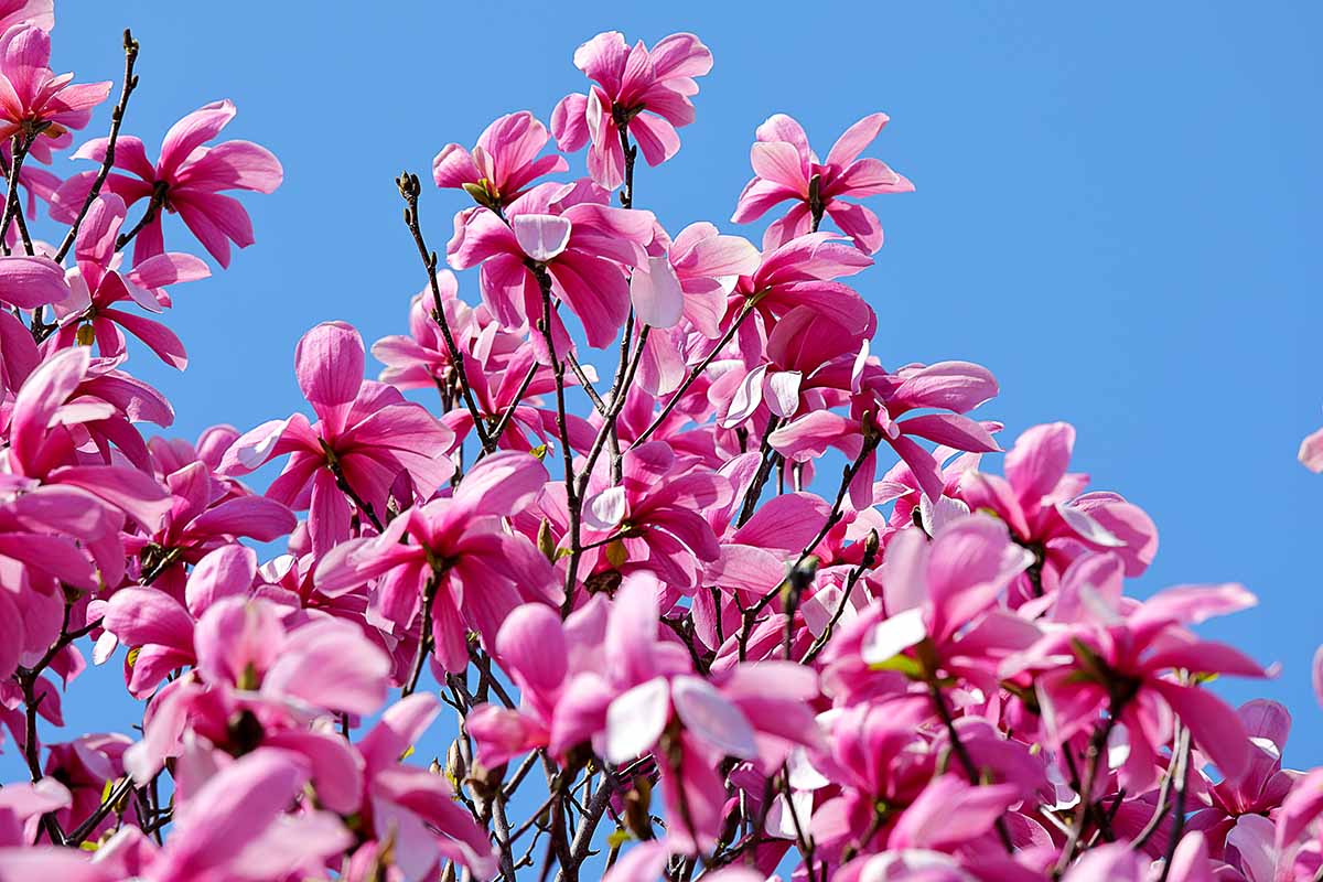 A horizontal image of the bright pink flowers of magnolia 'Ann' pictured in bright sunshine on a blue sky background.