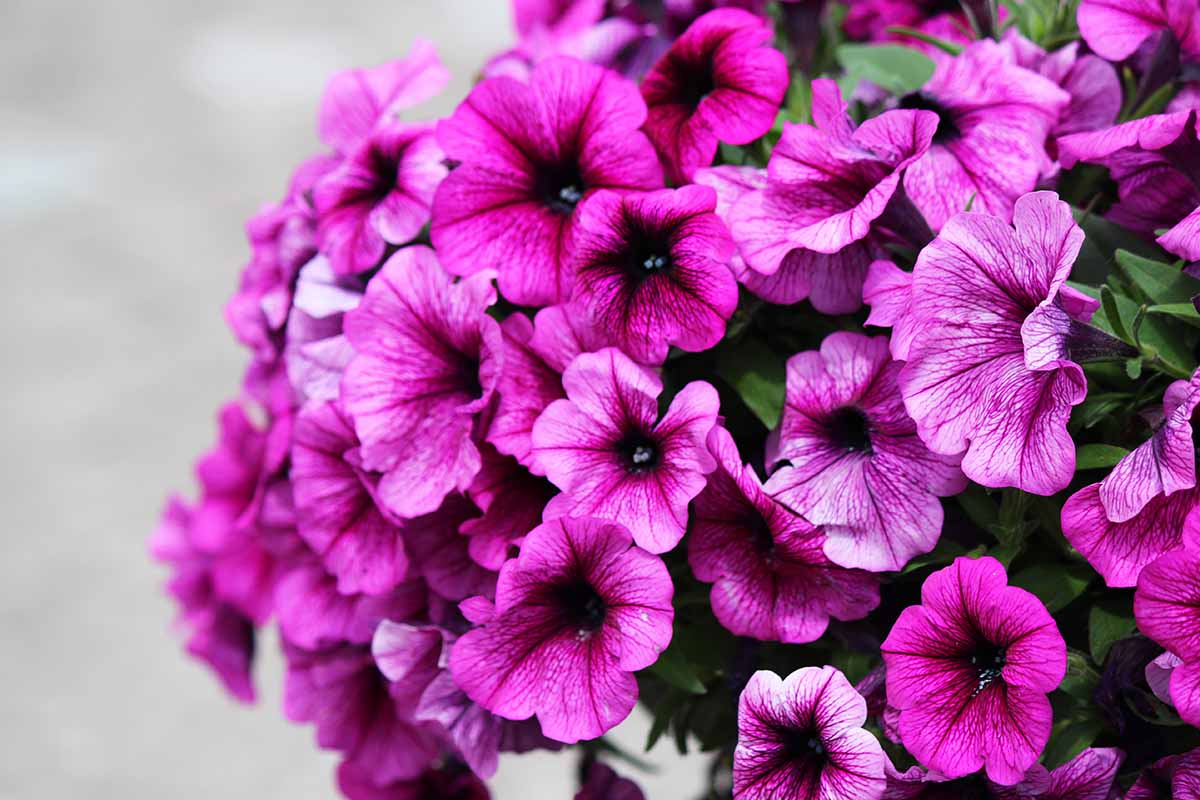 A close up horizontal image of pink Picobella petunias pictured on a soft focus background.