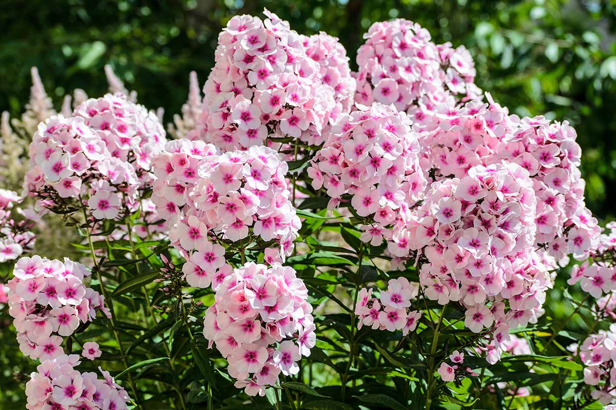 A close up horizontal image of pink bicolored garden phlox pictured in bright sunshine.