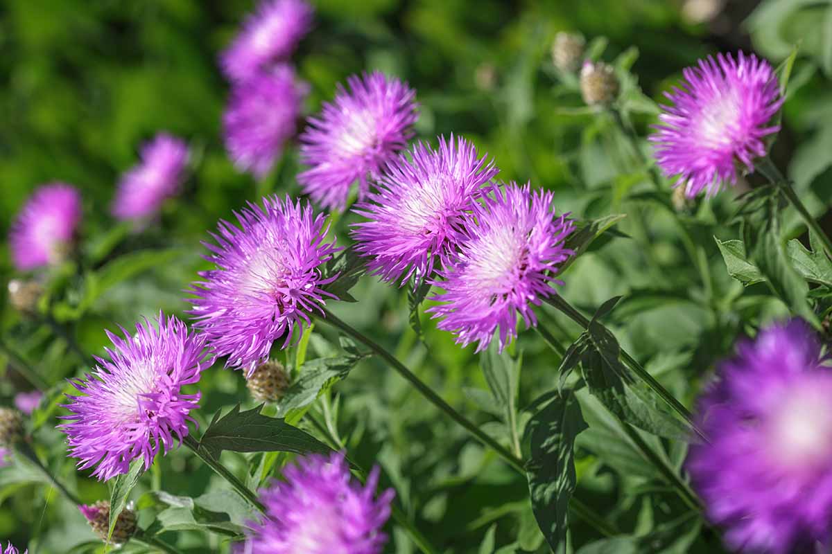 A close up horizontal image of pink Stokes' asters (Stokesia laevis) growing in the garden pictured on a green soft focus background.