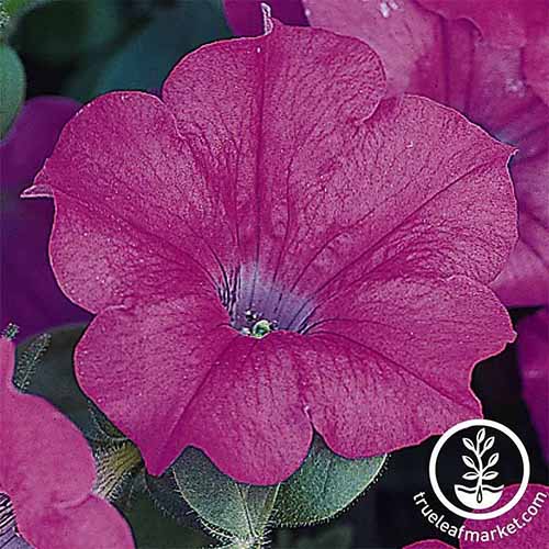 A close up square image of a singe pink Wave petunia isolated on a dark background. To the bottom right of the frame is a white circular logo with text.