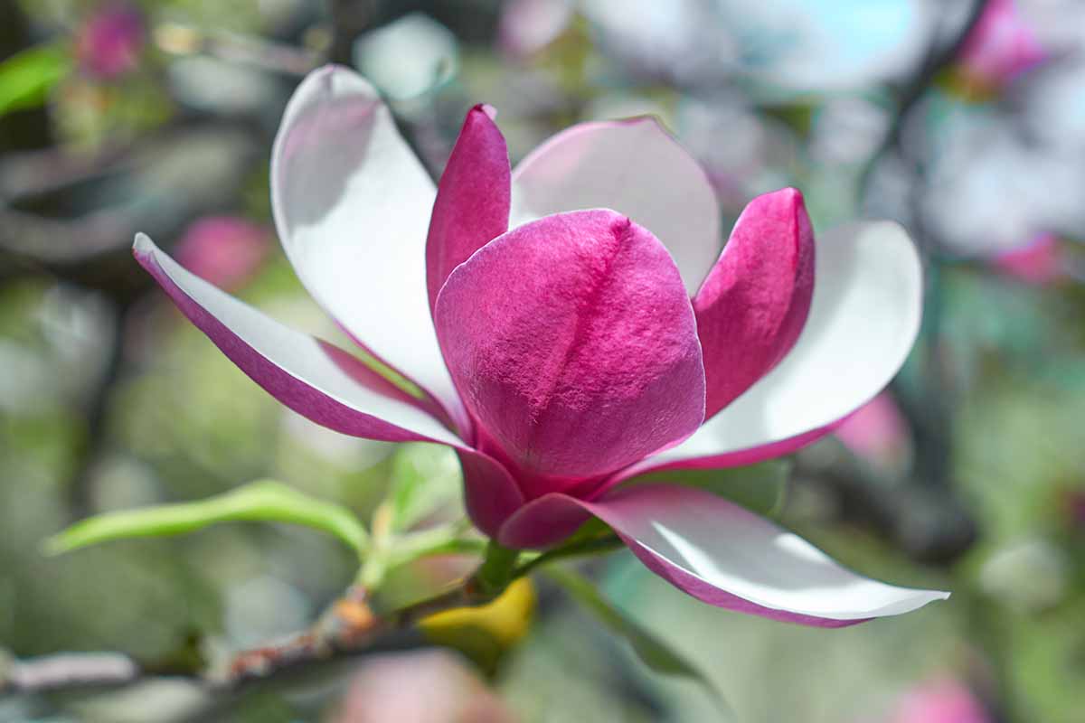 A close up horizontal image of a pink and white magnolia flower growing in the garden pictured on a soft focus background.