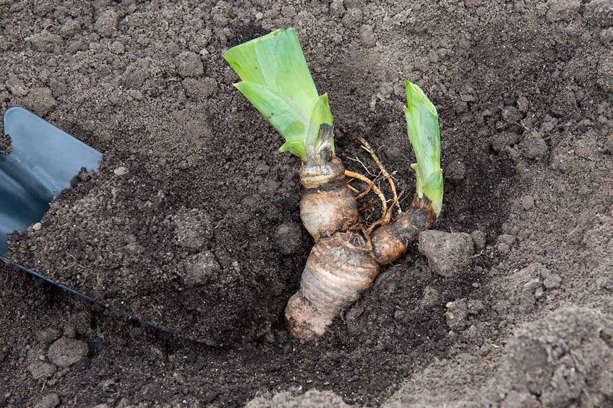 A close up horizontal image of an iris rhizome being planted out in the garden.