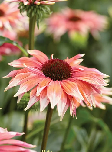 A close up of 'Playful Meadow' echinacea flowers growing in the garden pictured on a soft focus background.