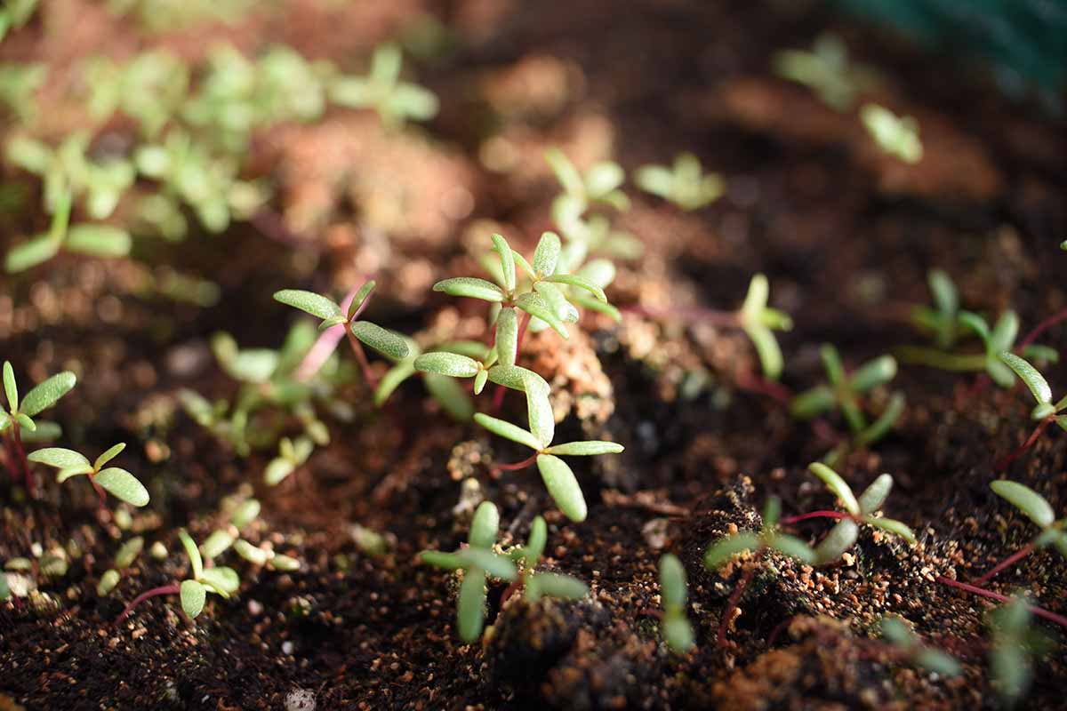 A close up horizontal image of seedlings pushing through dark, rich soil.