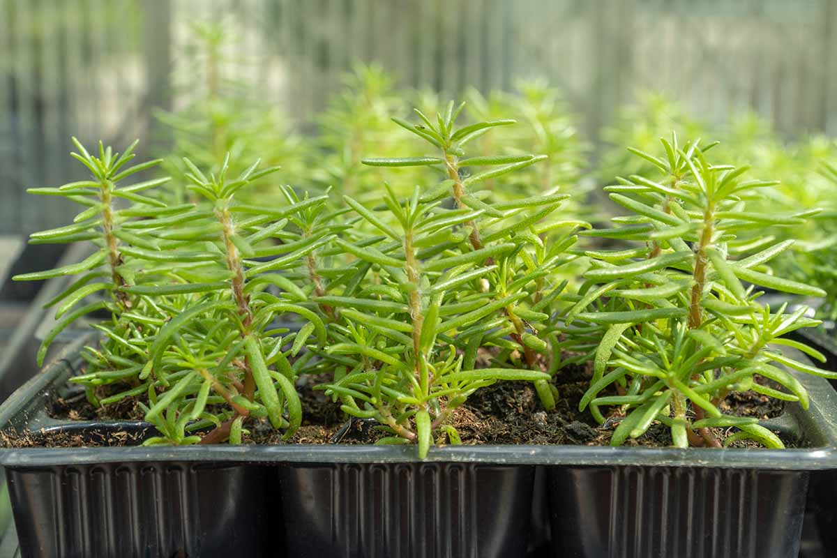 A horizontal image of trays of Portulaca grandiflora seedlings in a greenhouse.