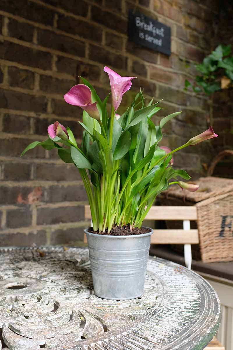 A close up vertical image of pink calla lilies growing in a metal pot set on an outdoor table with a brick wall in the background.
