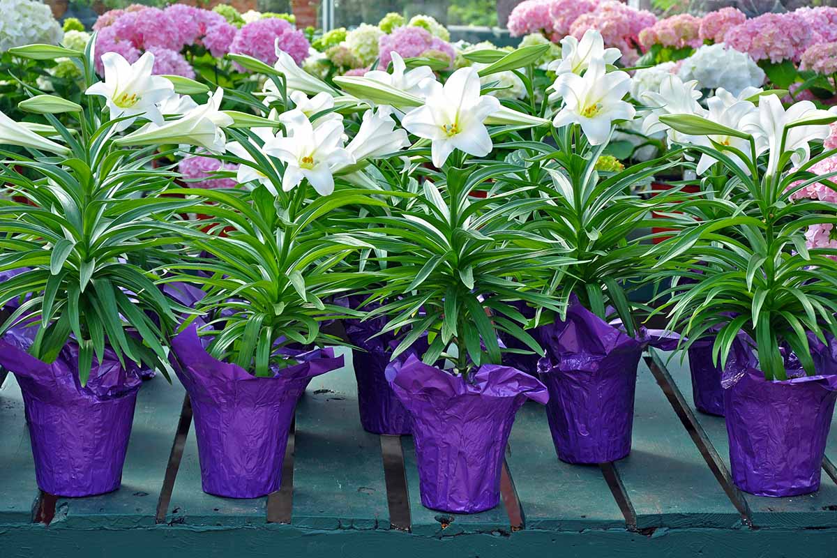 A horizontal image of rows of Easter lilies with purple foil around the pots at a garden center.