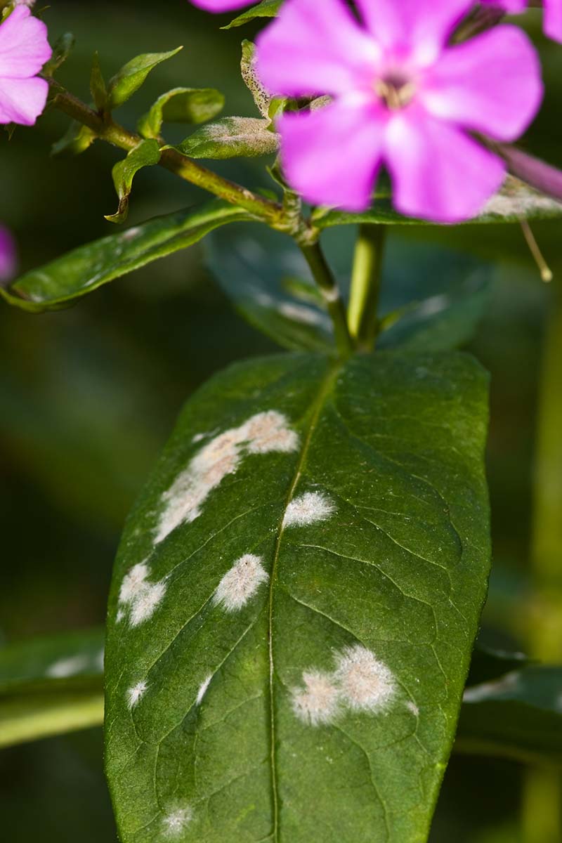 A close up vertical image of garden phlox foliage suffering from powdery mildew infection.