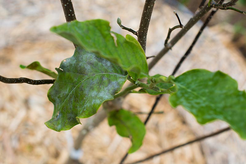 A close up horizontal image of foliage suffering from powdery mildew pictured on a soft focus background.