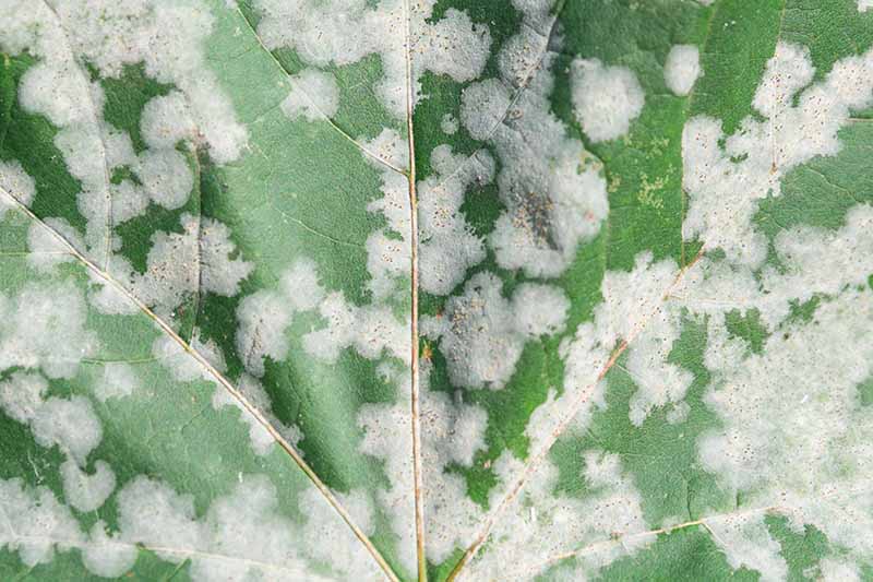A close up horizontal image of a leaf suffering from powdery mildew.