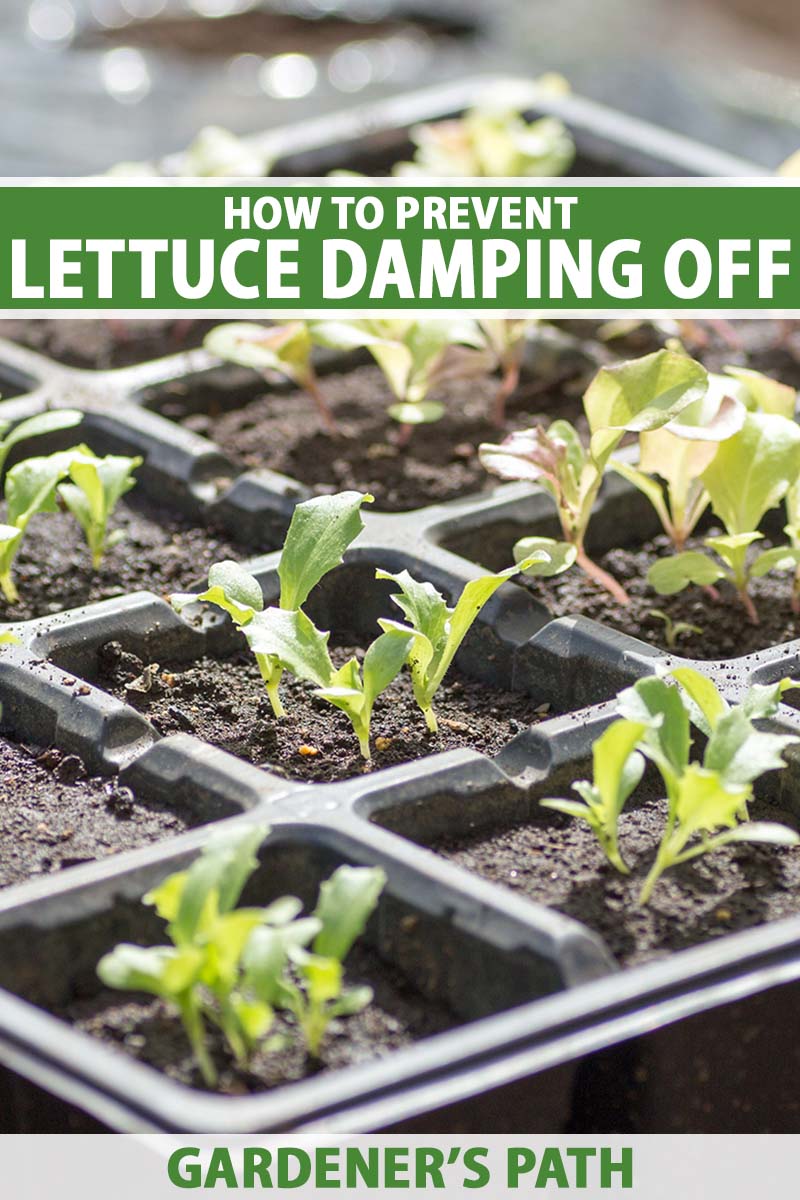 A close up vertical image of lettuce seedlings growing in a seed-starting flat pictured in light sunshine on a soft focus background. To the top and bottom of the frame is green and white printed text.