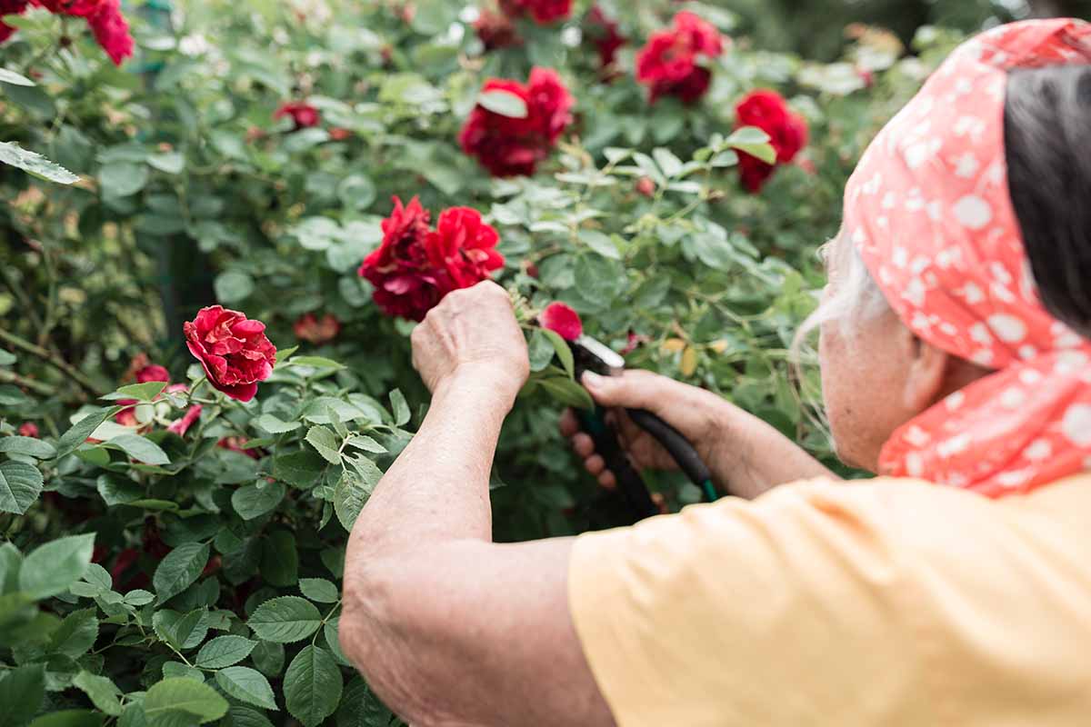A close up horizontal image of a gardener pruning bright red roses in the garden.