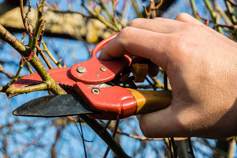 A close up horizontal image of a hand from the right of the frame using a pair of shears to prune the branch of a shrub.