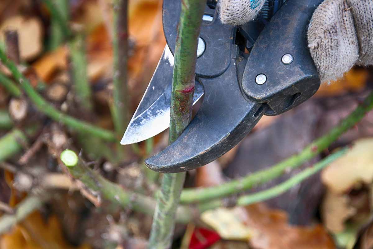 A close up horizontal image of a gardener using a pair of secateurs to prune the branch of a shrub.