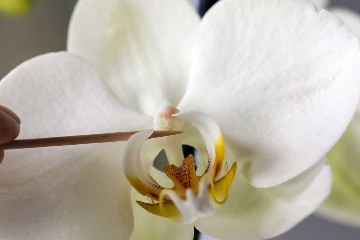 A close up horizontal image of a gardener using a pair of tweezers to pull the cap out of a Phalaenopsis flower.