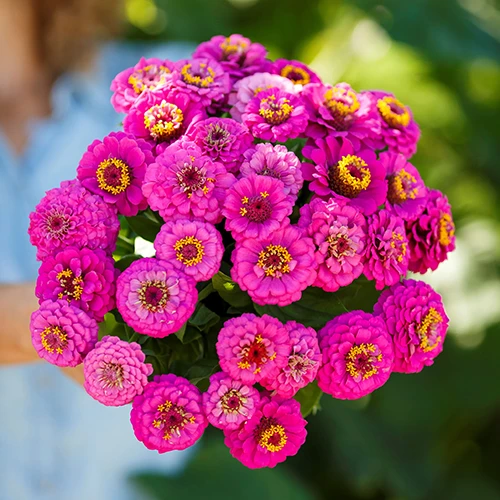 A square image of a bouquet of pink Pumila zinnias pictured on a soft focus background.