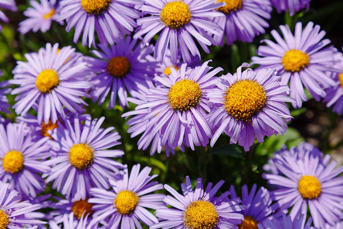 A close up horizontal image of purple Alpine asters growing in a sunny garden.