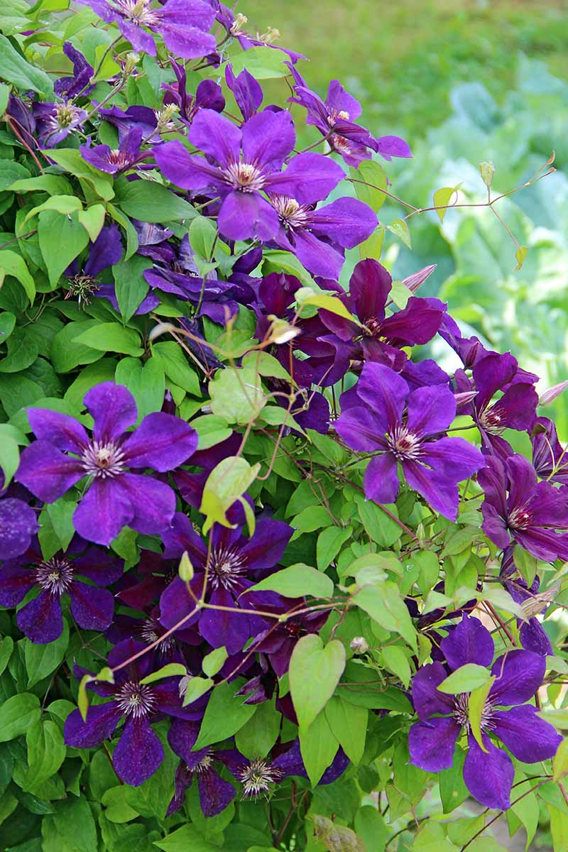 A close up vertical image of purple clematis flowers growing in the garden pictured on a soft focus background.