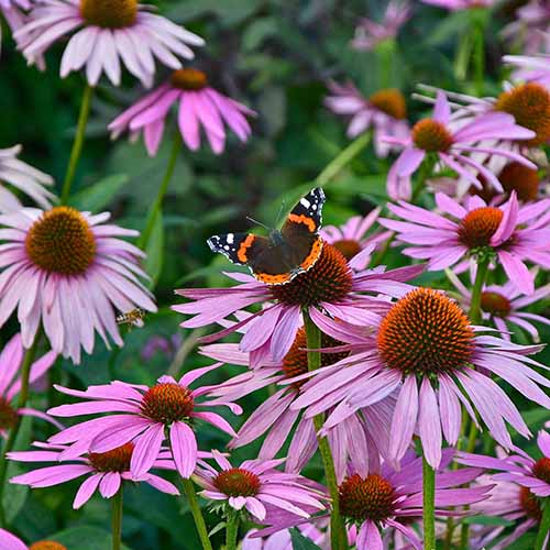 A close up square image of purple coneflowers with a butterfly feeding from one of the flowers pictured on a soft focus background.
