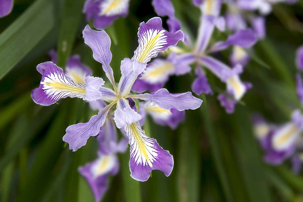 A close up horizontal image of Oregon iris flowers pictured on a soft focus background.