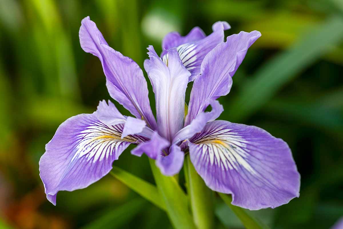 A close up horizontal image of a single Iris douglasiana flower pictured on a soft focus background.