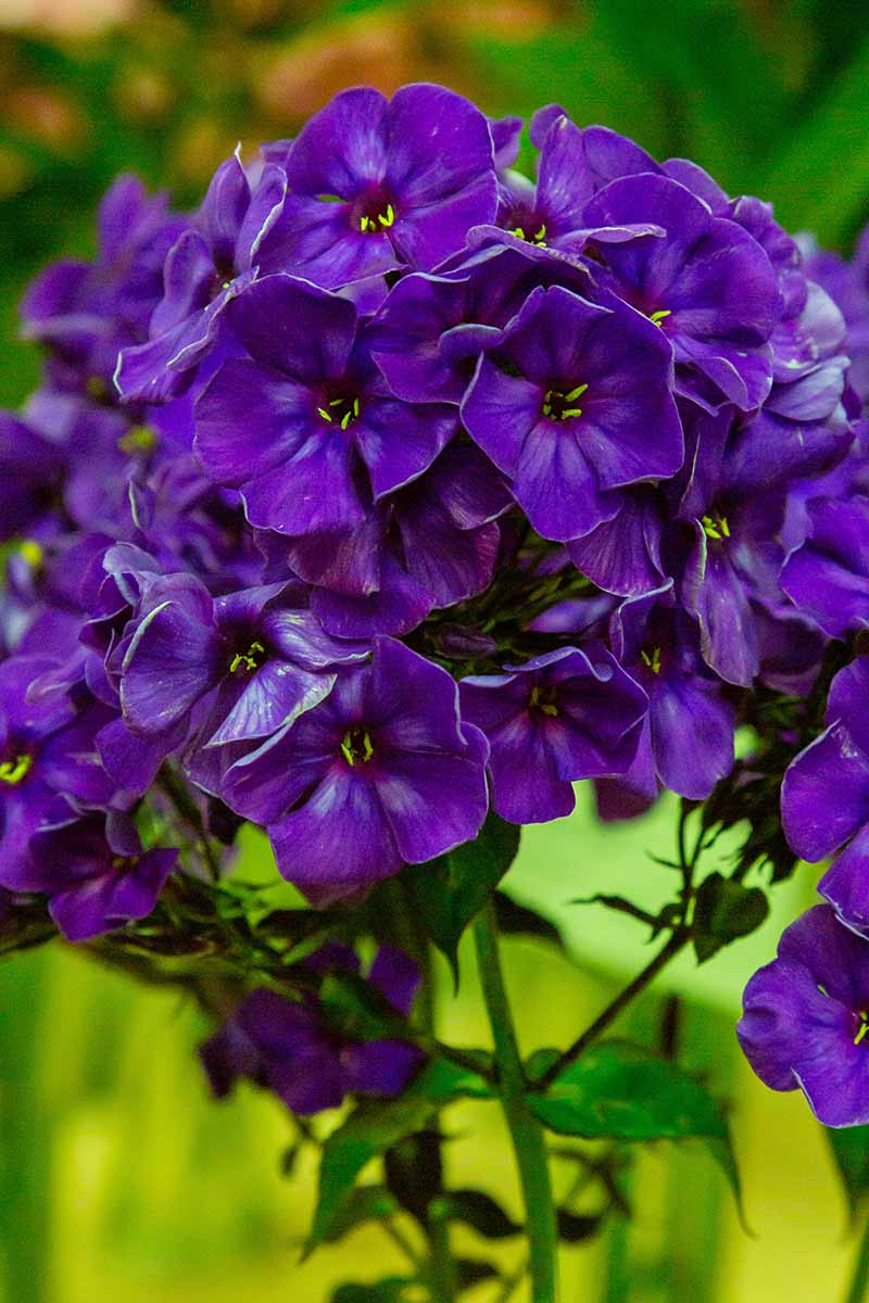 A close up vertical image of deep purple Phlox paniculata flowers pictured on a soft focus background.