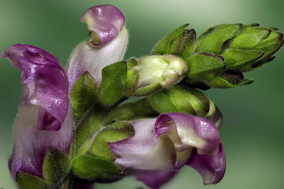 A close up horizontal image of a purple snapdragon flower pictured on a soft focus background.