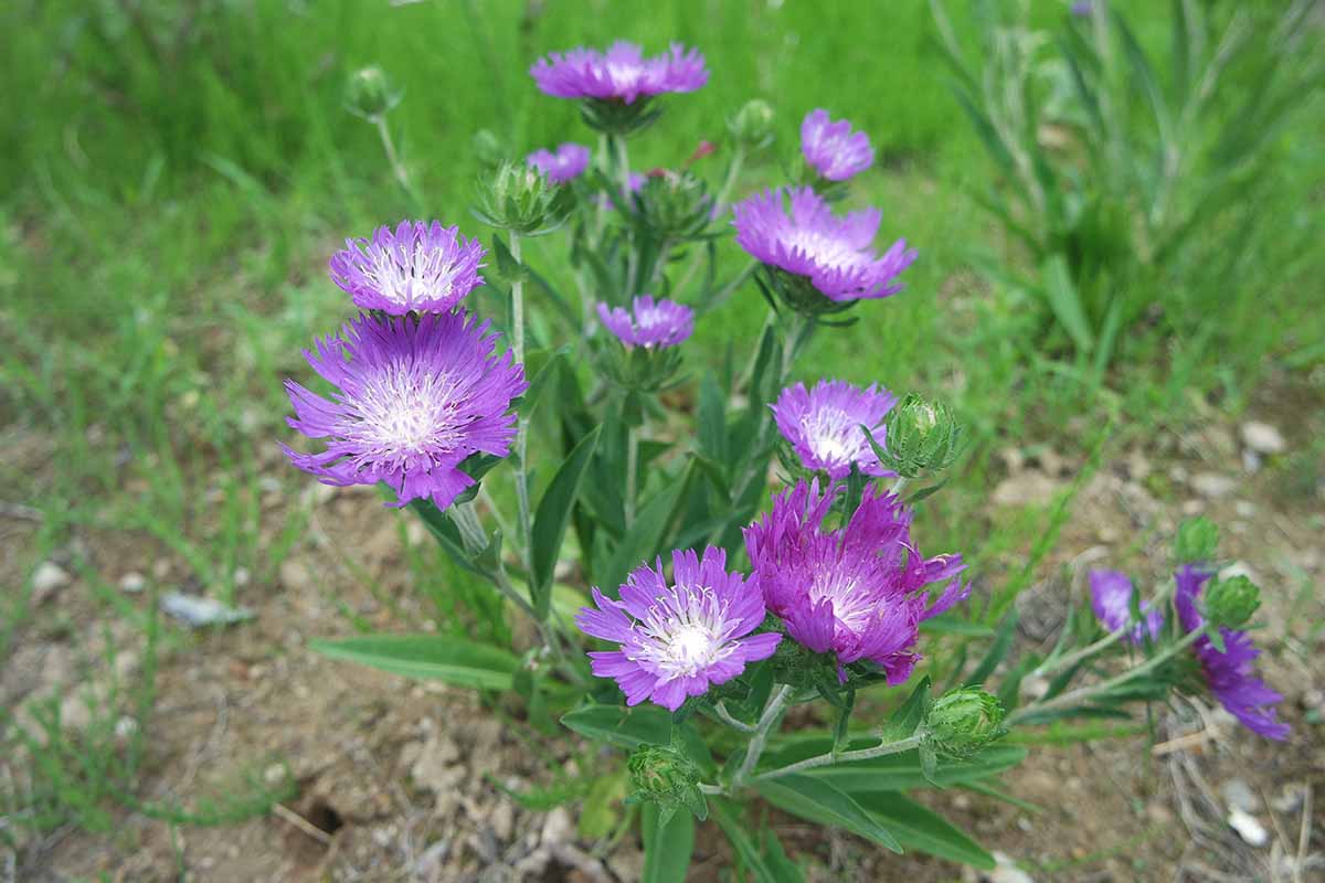 A close up horizontal image of purple Stokes' asters (Stokesia laevis) growing in the garden pictured on a soft focus background.
