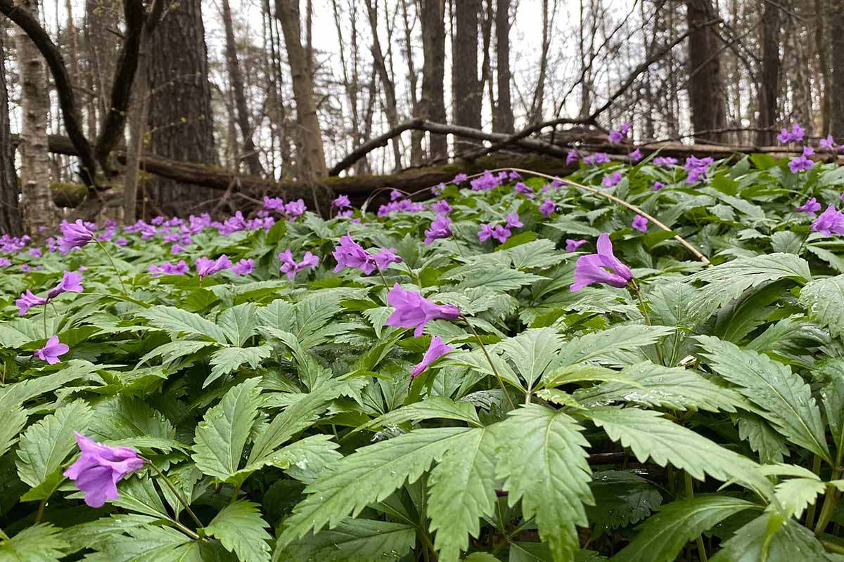 A horizontal image of purple toothwort (Cardamine bulbifera) growing in a forest.