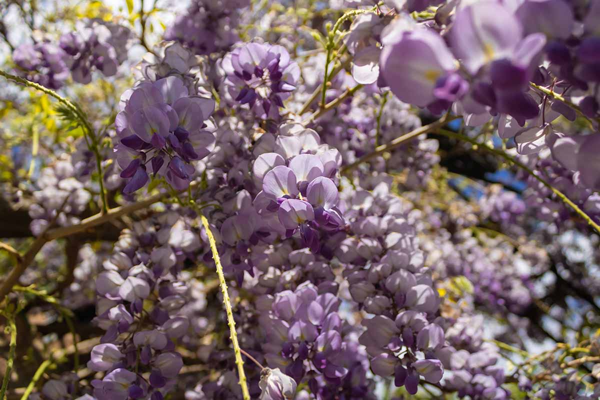 A close up horizontal image of purple wisteria flowers pictured in light sunshine.