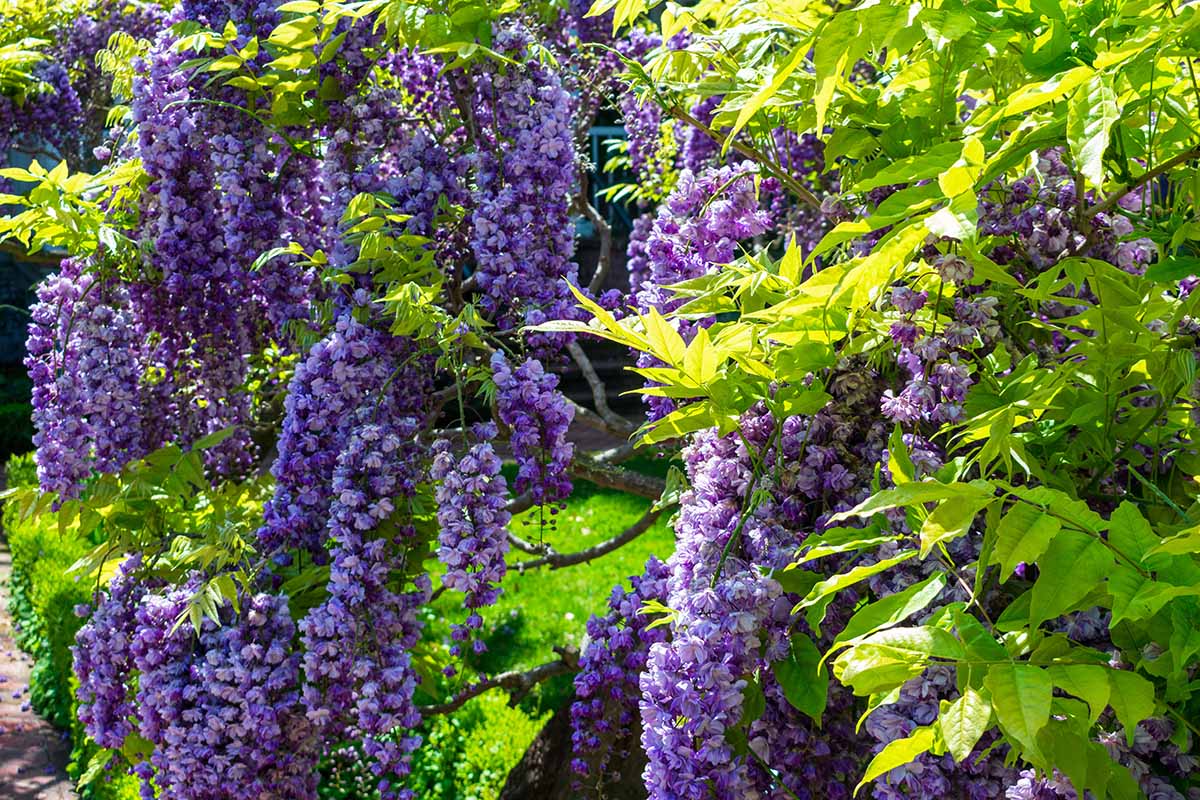 A close up horizontal image of deep purple American wisteria flowers growing in the garden pictured in light filtered sunshine.