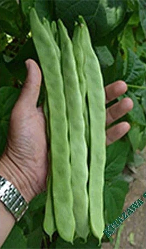 A close up vertical image of a hand holding 'Quing Bain Romano' yard long beans.